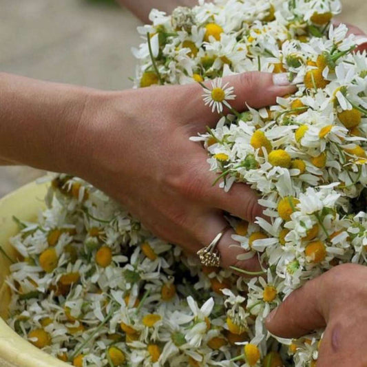 Cuándo no puedes inspirarte, las flores pueden ayudarte